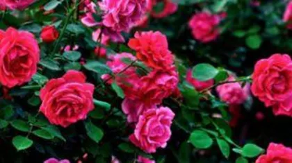 What season does the rose bloom, the beautiful time of blooming in spring and summer