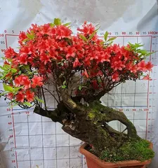 A Complete Guide to Cultivating杜鹃 bonsai (From Selection to Care, Helping You Easily Own Healthy and Beautiful Azalea Bonsai)