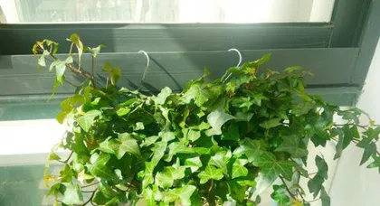 What kind of flowers to plant indoors for fresh air, creating a green corner for refreshing air