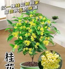 Exploring the issue of sunlight exposure for osmanthus (Is osmanthus afraid of the sun? The impact of sunlight on osmanthus and corresponding measures)