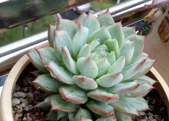 How to propagate succulents, easily reproduce, share greenery
