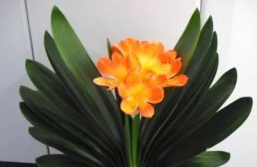 The symbolism and meaning of Clivia Miniata, the green envoy symbolizing noble character and harmonious life