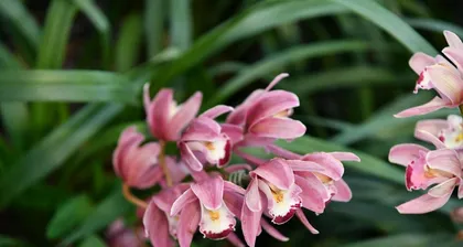 Explore the land of orchids - which city's flower is the orchid (unveiling the history, culture, and development of the land of orchids)