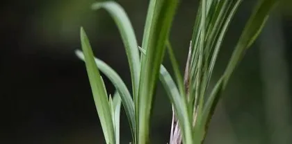 How to tell if an orchid is alive, from leaves to roots, comprehensively master the secrets of orchid survival