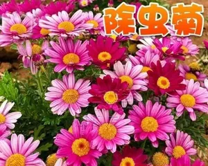 Types of mosquito-repelling flowers and usage tips for summer (Choosing the right mosquito-repelling flowers to create a livable environment in summer)