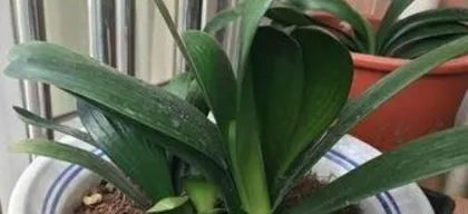 What to do if Clivia leaves grow crooked? Three steps to solve the aesthetic problem of foliage plants