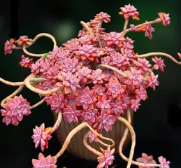 Cultivation Techniques for California Sunset Succulents (How to Grow California Sunset Succulents into an Old Tree Trunk?)
