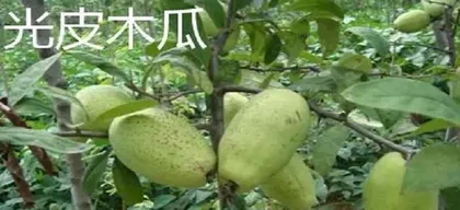 Papaya Planting Guide (Choose the Right Season, Master the Techniques, Successfully Grow Papaya)
