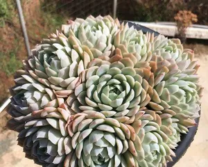 How to grow healthy Snowball succulents (Creating a healthy succulent garden, adding color to life)