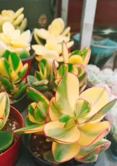How long does New Flower Moon Jasmine take to grow? Overview of the growth cycle and maturity characteristics of New Flower Moon Jasmine