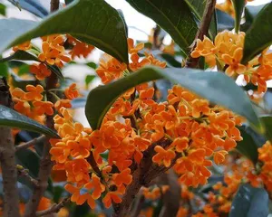The flowering frequency and reproductive characteristics of Osmanthus fragrans (Investigating the number of flowering times in a year and reproductive methods of Osmanthus fragrans)