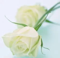 What is the meaning of the white rose, the symbol and interpretation of pure love