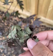 Prevention Methods for Maple Leaf Rollers (How to Effectively Control Maple Leaf Roller Disease)