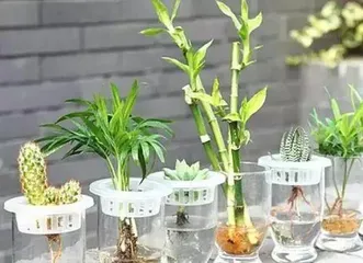 What plants can be grown hydroponically, a new choice for indoor greenery