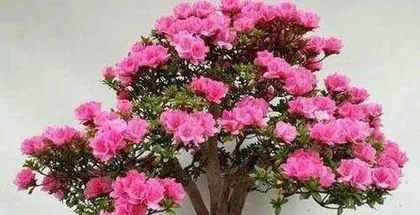 Azalea Care in Winter (How to Help Azaleas Grow Healthily in the Cold Winter)