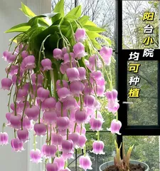 The Danger of Lily of the Valley Scent (Is Lily of the Valley Scent Toxic? - Interpreting the Components and Dangers of Lily of the Valley Scent)