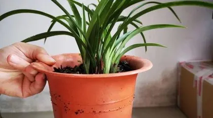 What to do if orchids lose leaves, orchid leaf drop issues and effective remedies