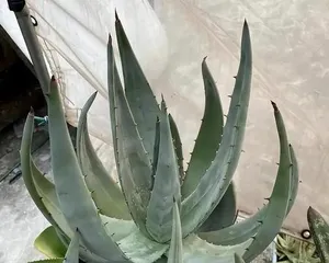 How to water scientifically to make the aloe vera grow better? (Water twice a week, pay attention to the timing and quantity, let the aloe vera grow healthily)
