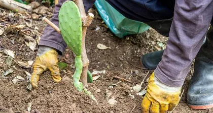 The cold tolerance of cacti and their adaptability temperature (exploring the survival ability of cacti in low-temperature environments)