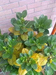What to do about yellow leaves on gardenias, analysis and solutions