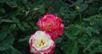 What is the meaning of the flower Manluhua, a symbol of the intertwining of love and hope.
