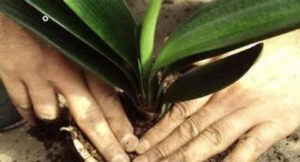 How to fertilize Clivia miniata, scientific fertilization to grow lush green leaves and beautiful flowers