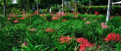 Lycoris flowers bloom endlessly, revealing expert care tips! (How to grow Lycoris for abundant blooms? Let your courtyard burst with Lycoris!)
