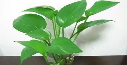 What to do when the leaves of hydroponic pothos turn yellow, causes of yellow leaves in hydroponic pothos, and comprehensive solutions