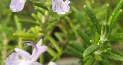 The cultivation and growing of rosemary (from time, methods to management, mastering all techniques of rosemary cultivation)