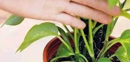 What fertilizer to use for meat flowers, scientific proportion, helps plants grow vigorously
