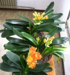 What is the family of Clivia, the elegant representative of Amaryllidaceae plants?