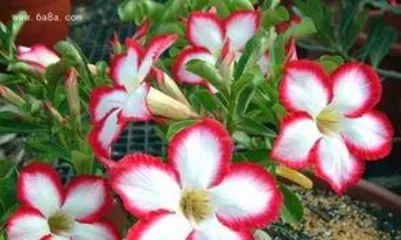 How to grow desert roses, detailed explanation from soil to care tips