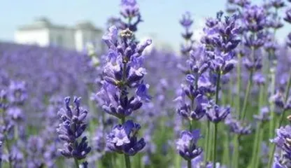 What is the meaning of lavender, a symbol of romantic waiting and spiritual shelter?