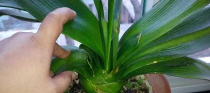 What to do if Clivia miniata is flowering early? Analysis and solutions for Clivia miniata's early flowering problem