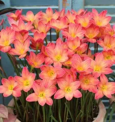Select the most fragrant species of orchid (which species blooms the most and looks the best? - evaluated primarily based on fragrance)