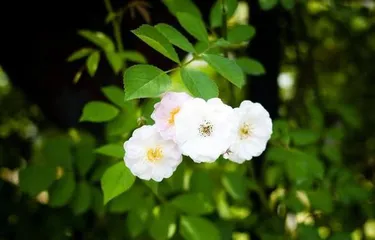 Flowers and Purity – An Exploration of Their Symbolic Meanings and Representations (Flowers predominantly in white tones, shining with the radiance of purity)