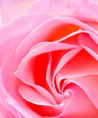 Explore the blooming period of miniature roses (Understanding the number of blooms per year and care tips)