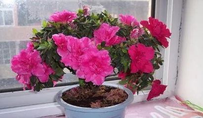 How to grow fuchsia, four-season care and pest and disease control