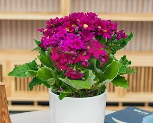 Chrysanthemum, a beautiful perennial flower