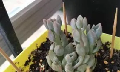 What to do about etiolated succulents, comprehensive care guide