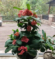 The Toxicity of Euphorbia and Indoor Care Precautions (Understand the Toxicity of Euphorbia to Safely Care for Your Plant)