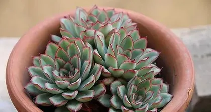 How to care for Hua Yue Night succulents: the perfect balance of sunlight, water, and temperature