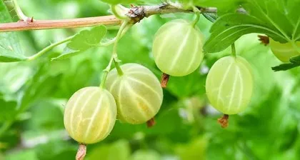 The girl fruit, the peculiar feature of this delicious fruit (a fruit variety that is mouth-watering)