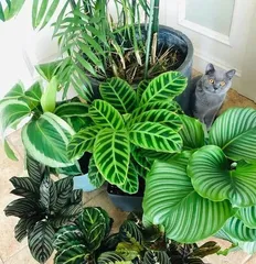 A Complete Collection of Sun-Loving and Cold-Tolerant Plants (Exploring the Green Life Miracles in the Cold Season)
