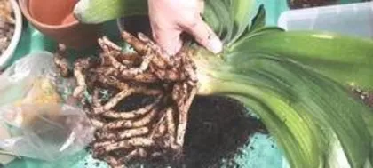 How to Pollinate Clivia, Complete Guide to Artificial Pollination