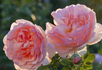 The Unique Romance of Roses (Exploring the Controversy of Roses Being Climbing or Bush Plants and the Meaning of Their Flora)