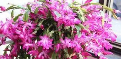 How to water a cactus during its flowering season, a comprehensive analysis of cactus watering techniques during flowering