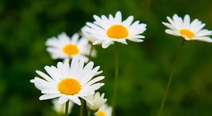 What is the meaning of the daisy flower language, an interpretation of the flower language of innocence, purity, and hidden love.