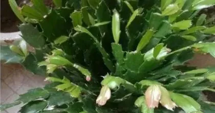 Can I fertilize the Crassula during blooming? Can I fertilize the Crassula during blooming? Scientific fertilization guide