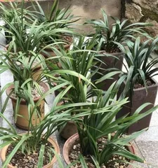 How to grow orchids, A beginner's guide to growing orchids